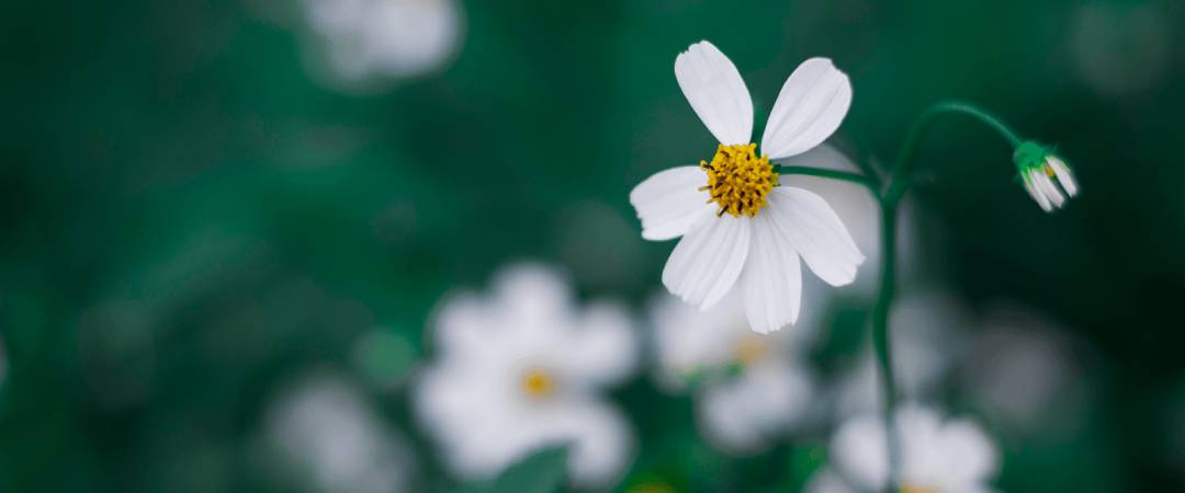 轻量级可扩展易航网址引导系统V2.45-16012 - 十六博客