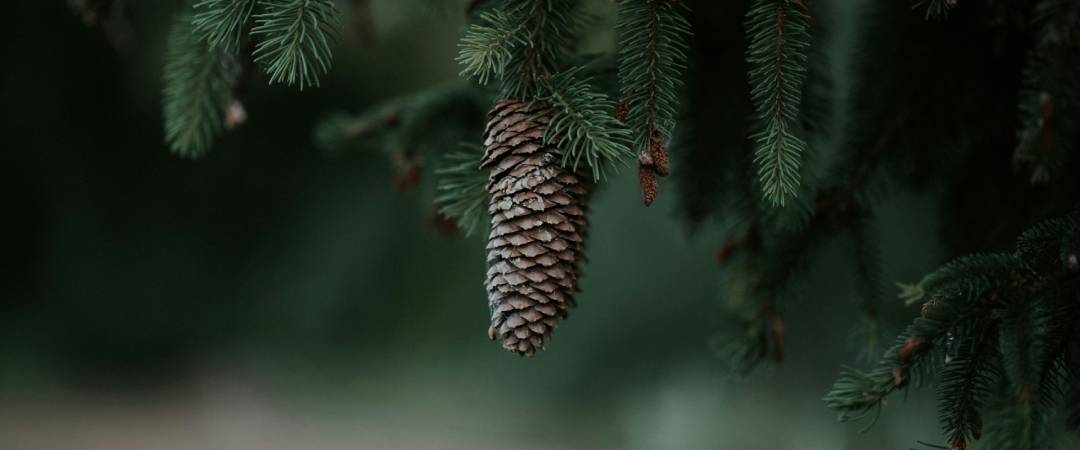 typecho简洁导航网主题ITEM-16010